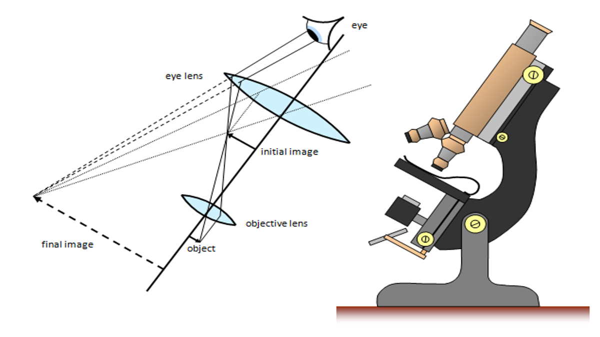 15+ Bagian Bagian Mikroskop Beserta Fungsi dan Gambarnya - Bukubiruku