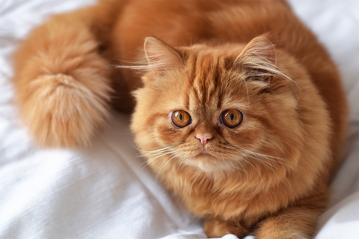 Jenis Kucing Persia Paling Menggemaskan untuk Dipelihara - Berkeluarga