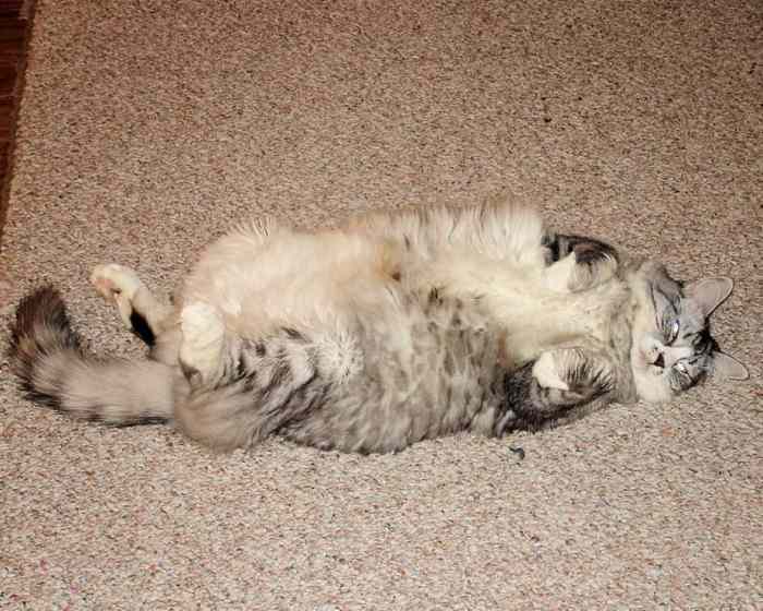 8 Cara Agar Kucing Tidak Tidur di Pasir - ArenaHewan.com