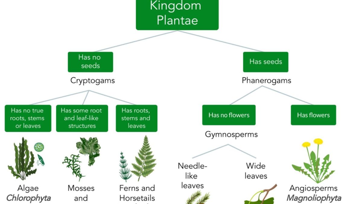 Urutan takson yang paling tepat untuk tumbuhan adalah