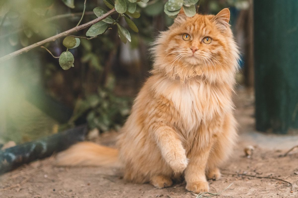 Kucing jantan makan anak kucing