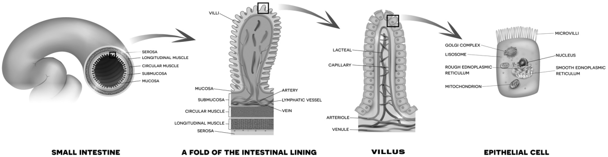 Ciri tangga nada diatonik mayor