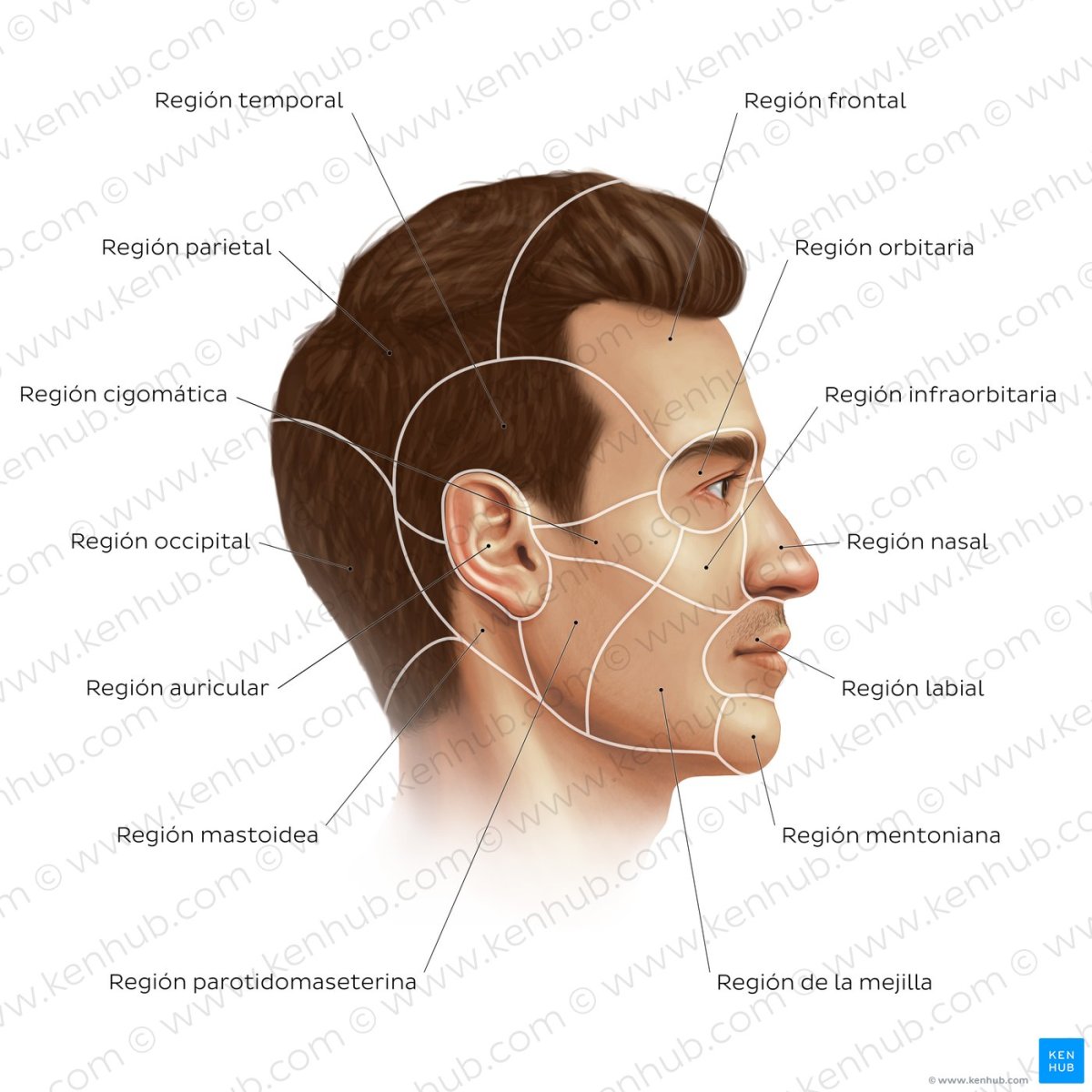 Cara humana: anatomía, estructura y función | Kenhub Cara humana: anatomía, estructura y función | Kenhub