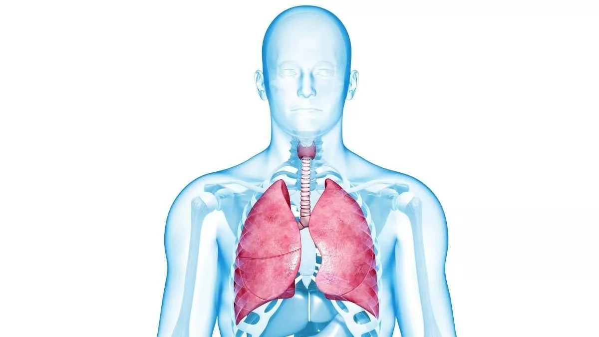 Jelaskan organ penyusun sistem pernapasan manusia beserta fungsinya