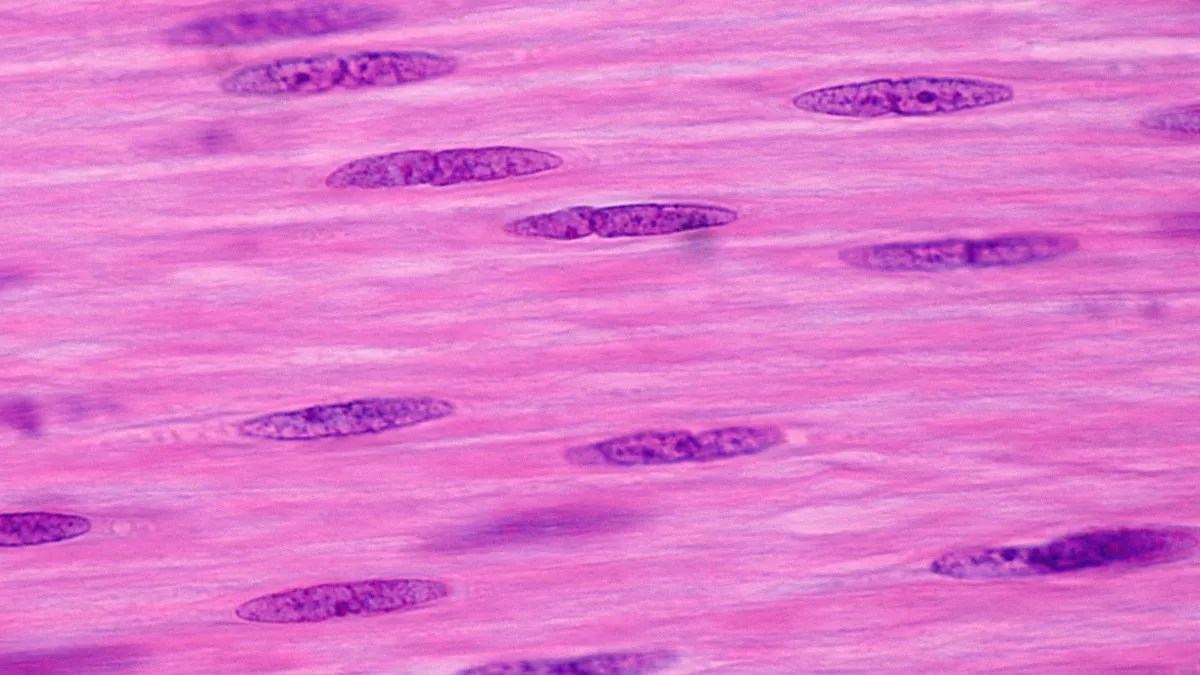 Kenali Otot Polos, Ciri-Ciri, Jenis, Fungsi, dan Letaknya - KlikDokter