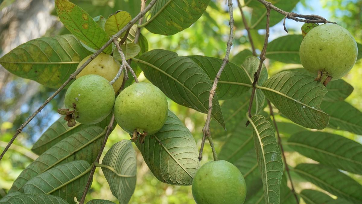 Ciri tumbuhan dikotil