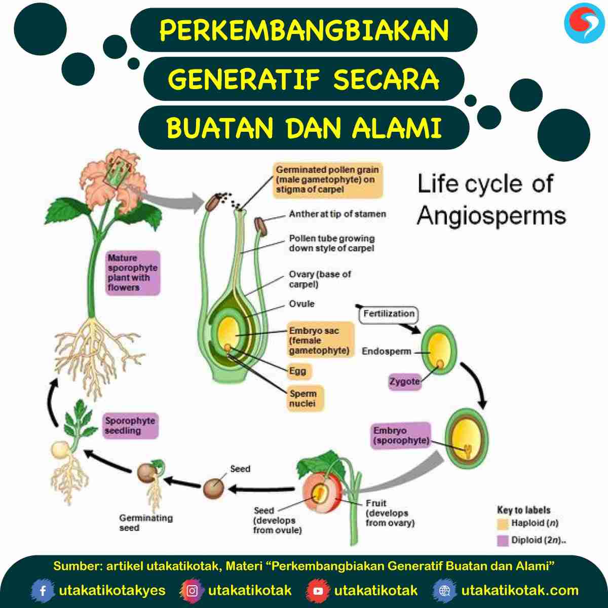 Generatif yaitu perkembangbiakan secara