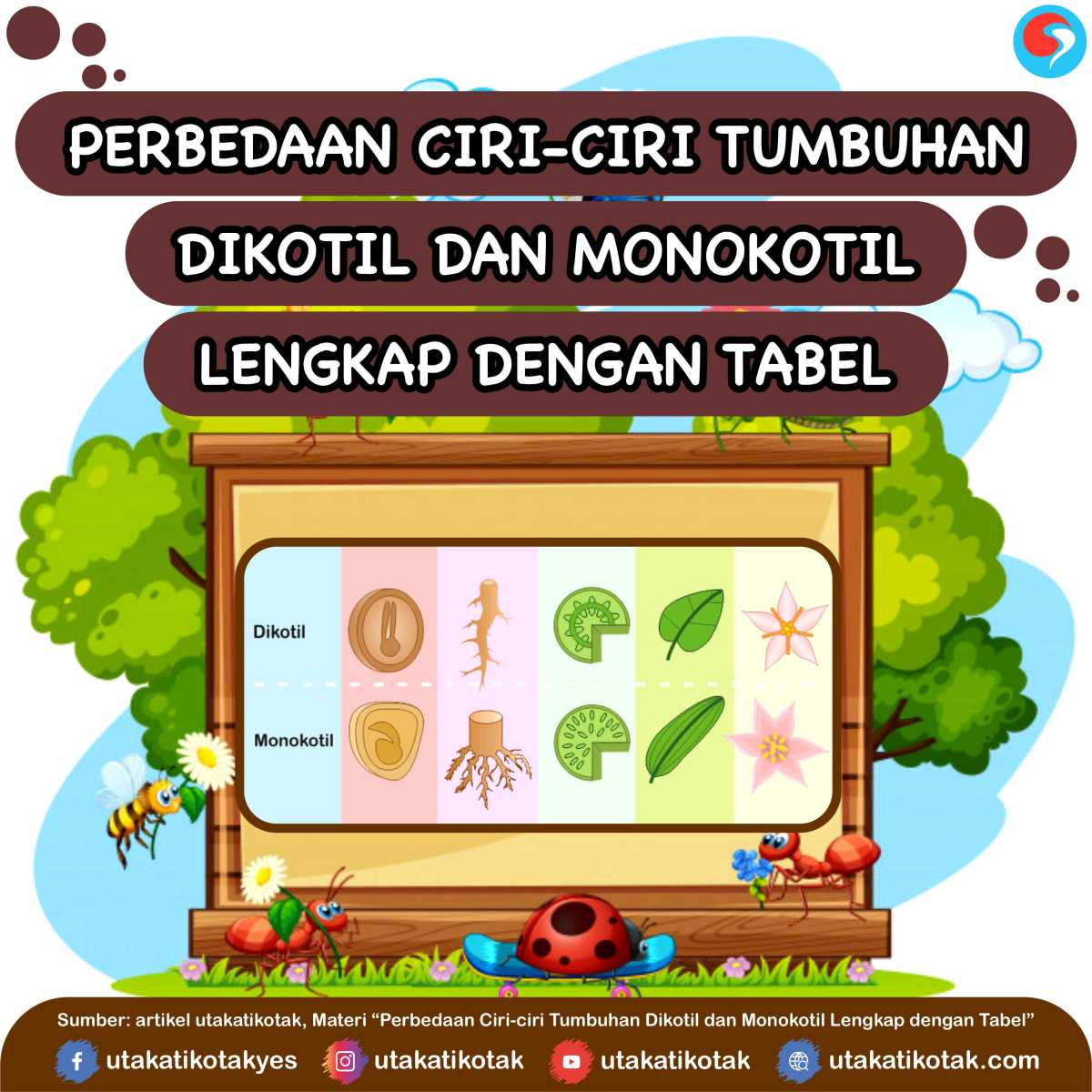 Ciri Ciri Tumbuhan Dikotil | Berita Bontang