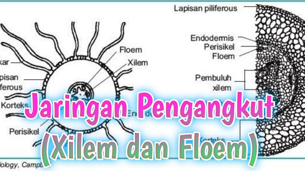 Jelaskan fungsi xilem dan floem