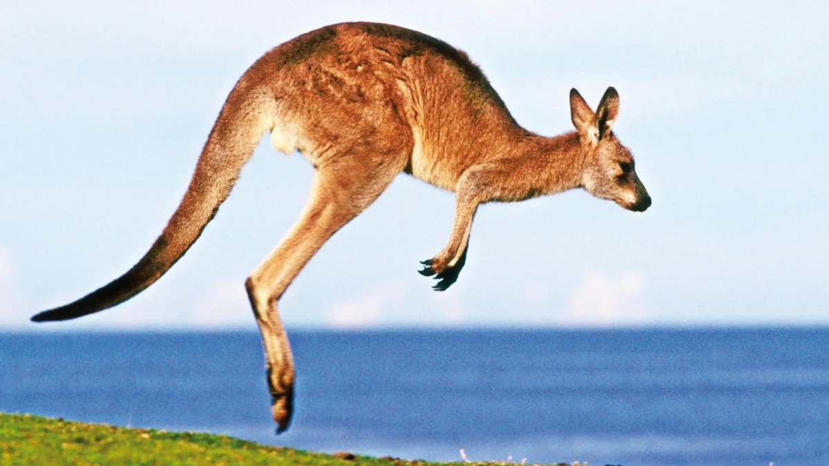 Hewan Kanguru - Homecare24