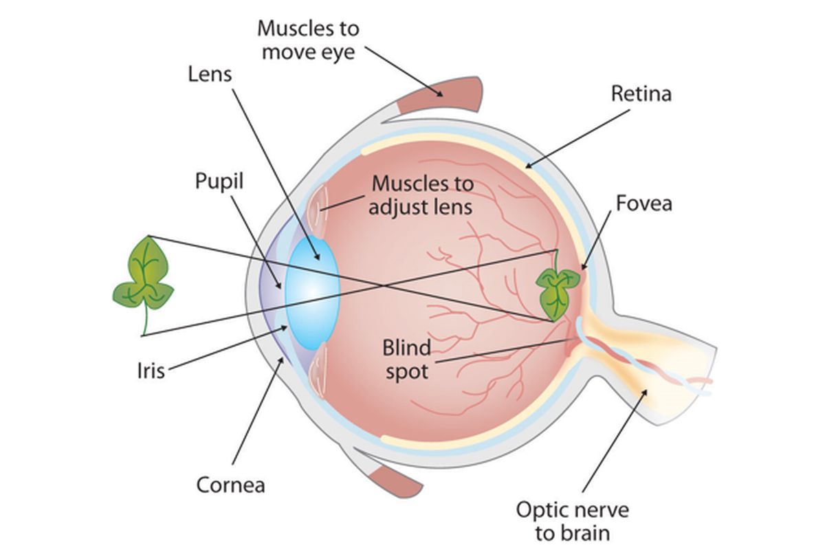 Sifat bayangan yang terbentuk oleh mata adalah
