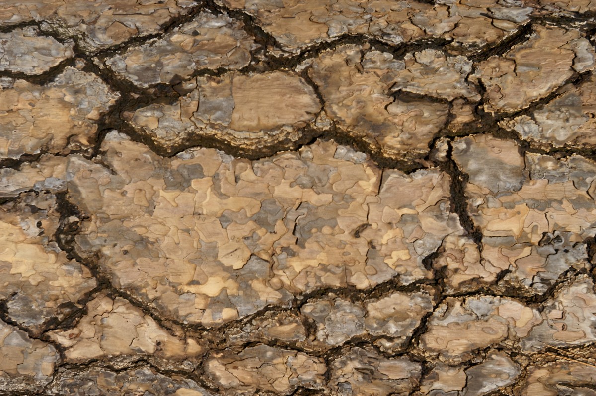 Pola lantai tari tortor