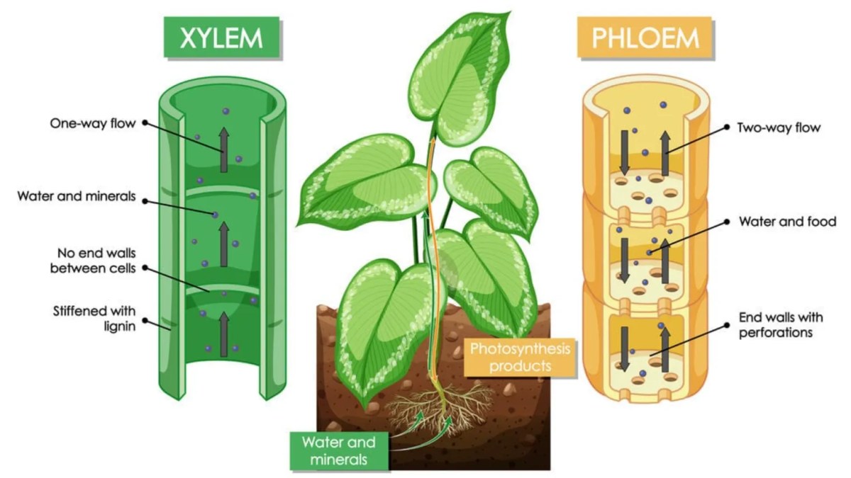 Apa Fungsi Xilem dan Floem | LidahTekno