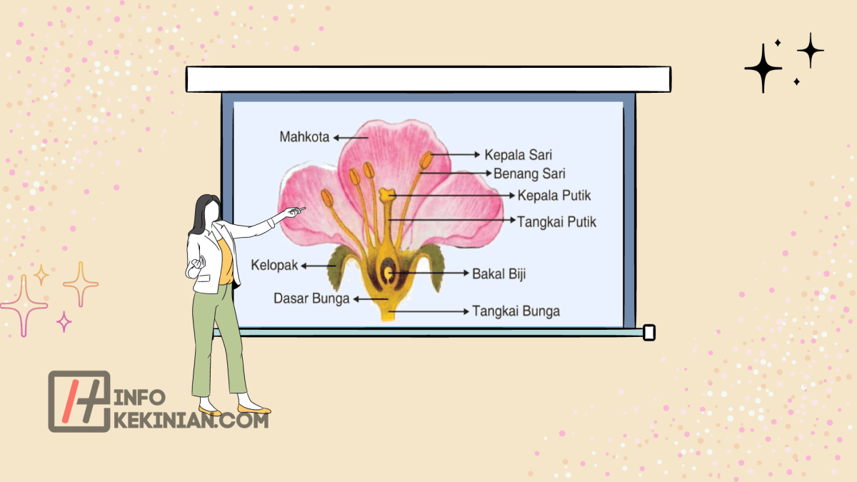 Berikut adalah bagian-bagian yang terdapat pada bunga kecuali