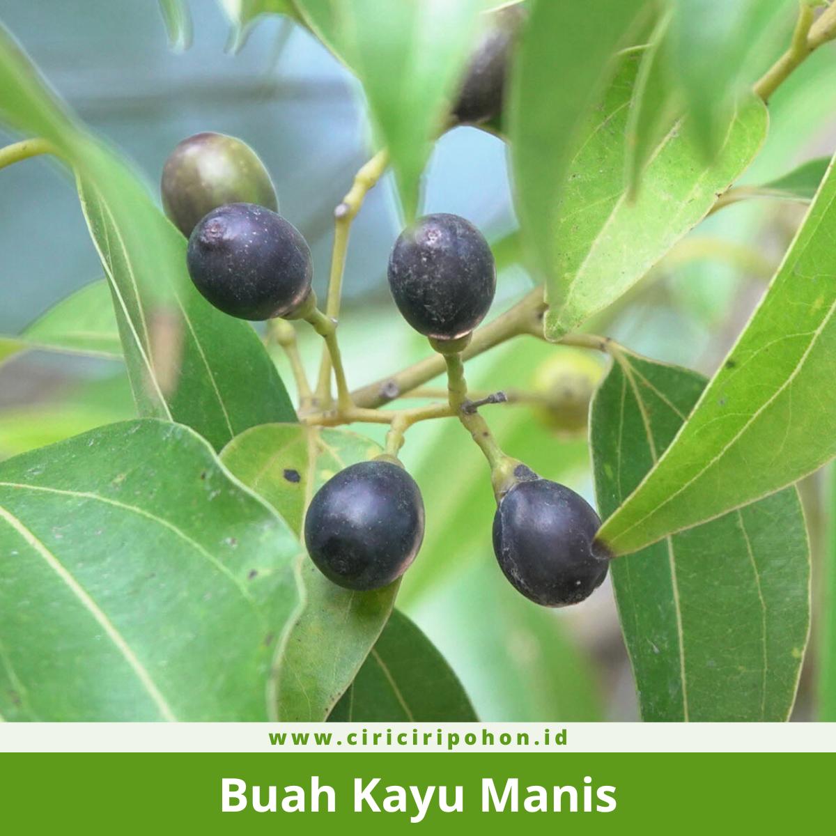 Ciri Ciri Pohon Kayu Manis (Cinnamomum burmannii) — CIRICIRIPOHON.ID