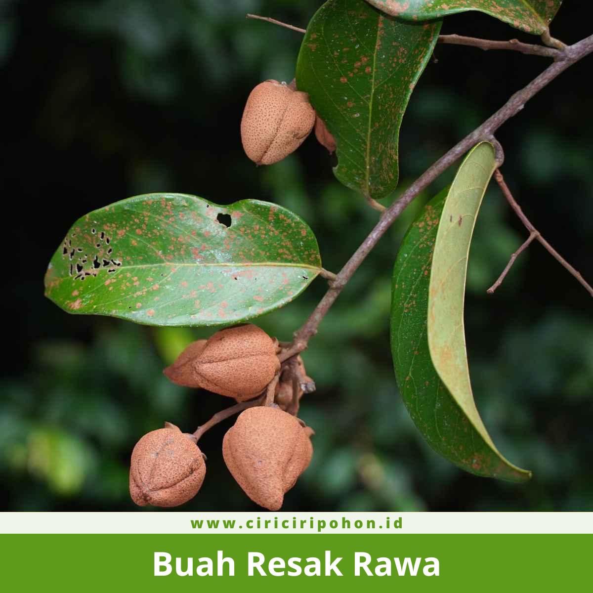 Ciri Ciri Pohon Resak Rawa (Vatica pauciflora) — CIRICIRIPOHON.ID