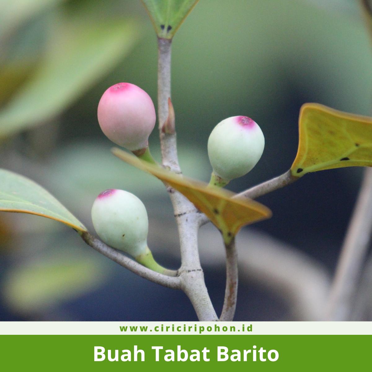 Ciri ciri teks anekdot