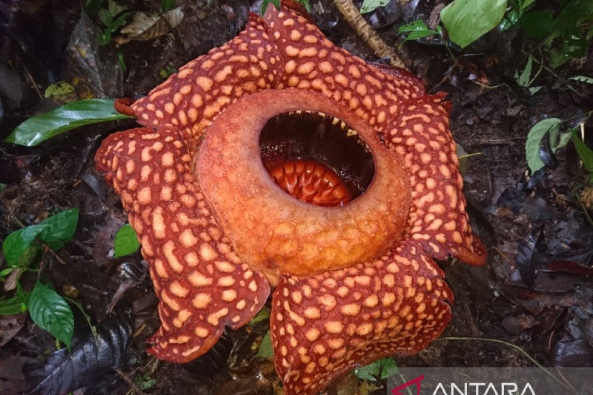 Bunga Rafflesia Arnoldi kembali mekar di hutan Saniangbaka Solok ...