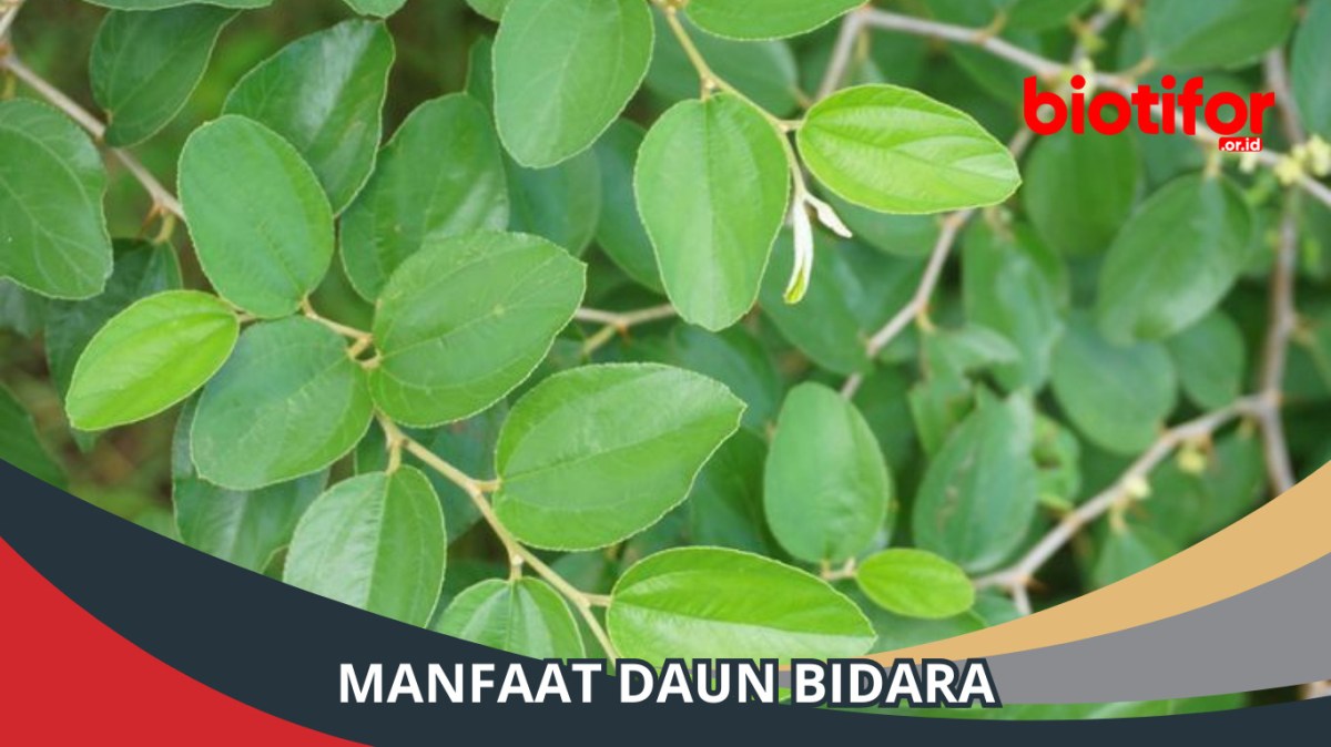 5 Fakta Daun Bidara: Keajaiban Tanaman Herbal - Biotifor