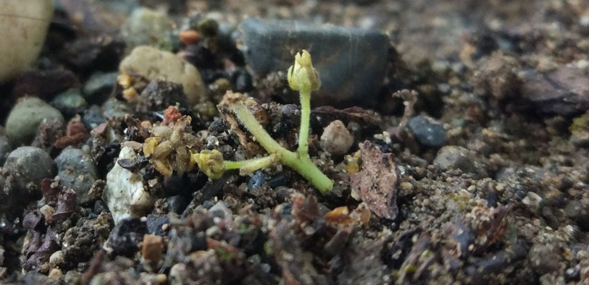 PERTUMBUHAN DAN PERKEMBANGAN – Guru Baru Indonesia