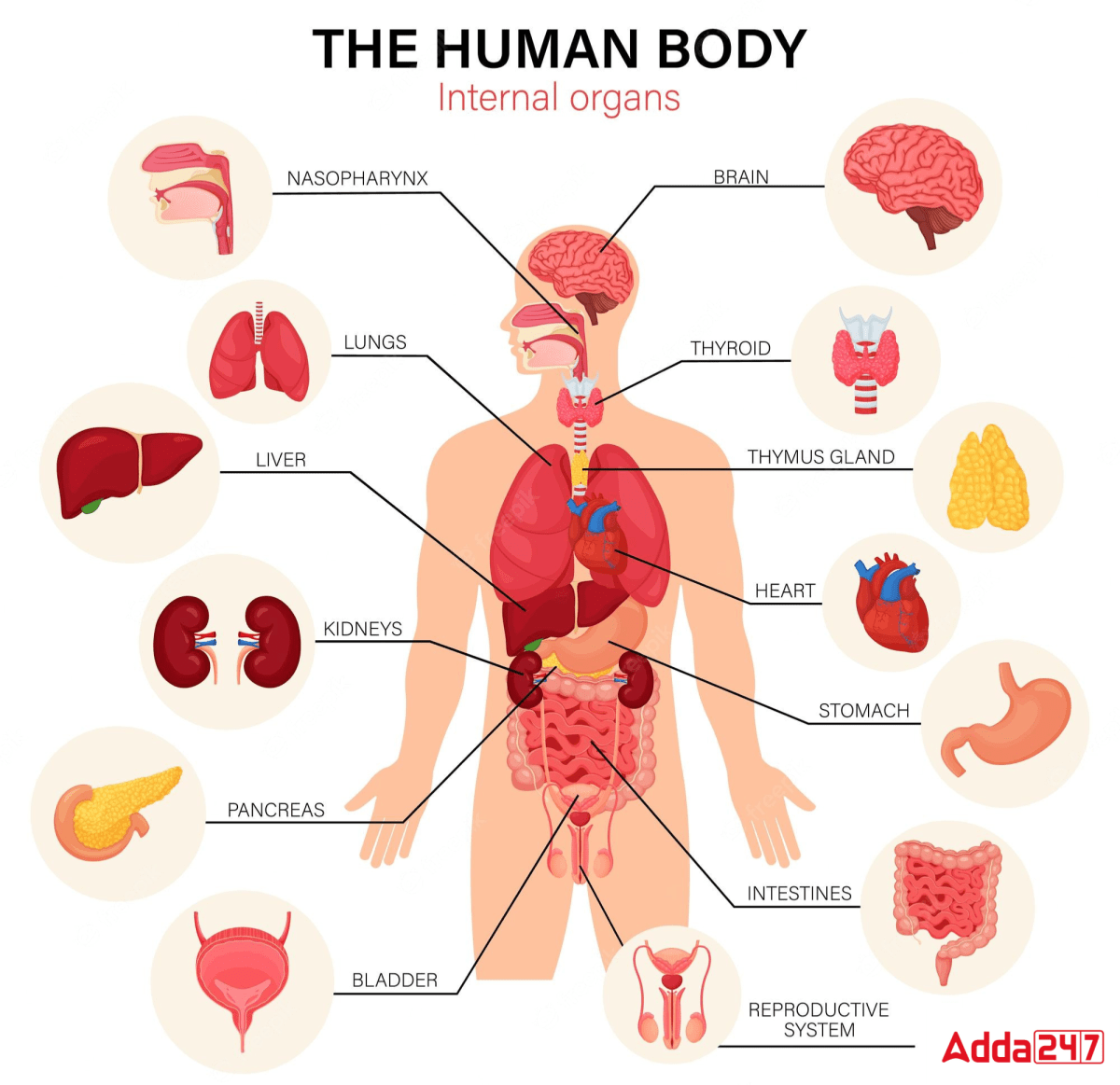 A printable educational science poster. Human Body Organs, Human Body ...
