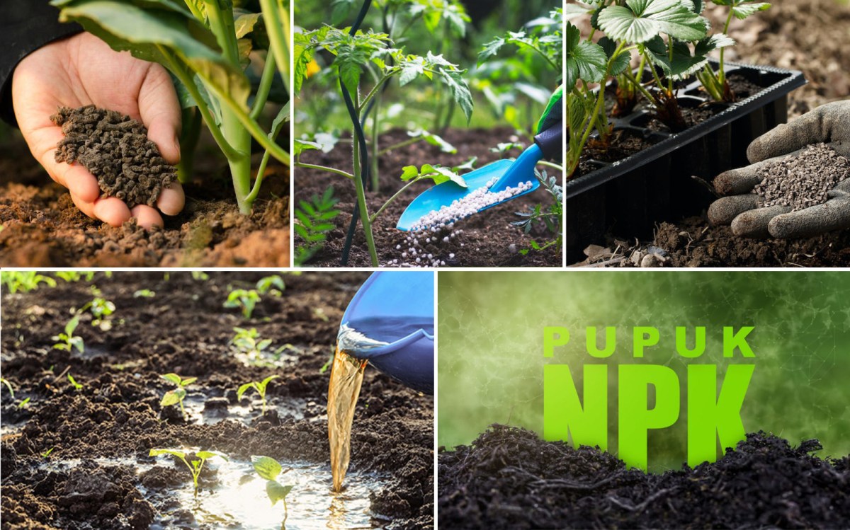 Pupuk Saprotan Utama NPK PAK TANI 161616 Asli Kemasan Pabrik 1kg ...