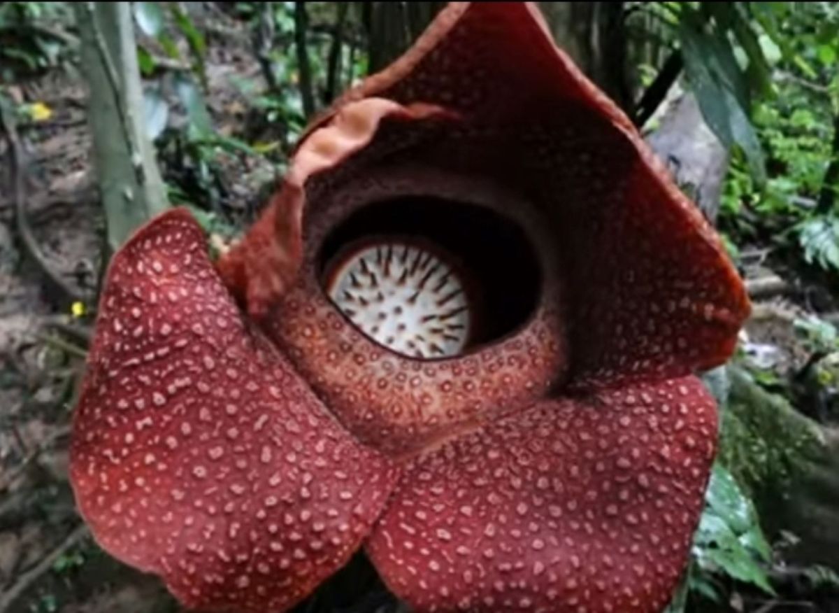 Bunga raflesia arnoldi