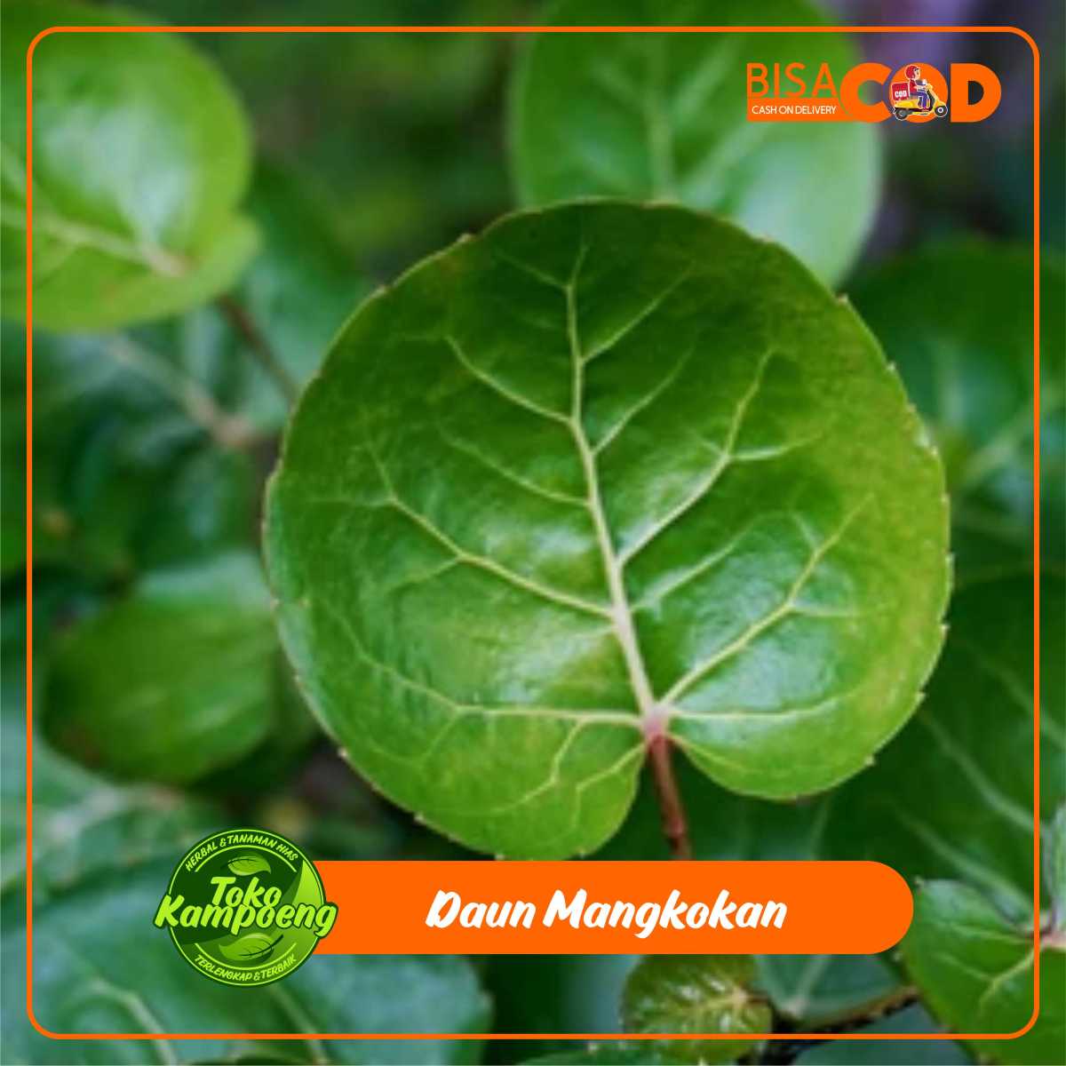 Daun mangkokan nutrisi rambut hitam kemasan 10 lembar | Lazada Indonesia