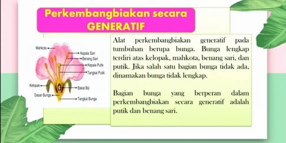 Detail Contoh Perkembangbiakan Secara Generatif Koleksi Nomer 24