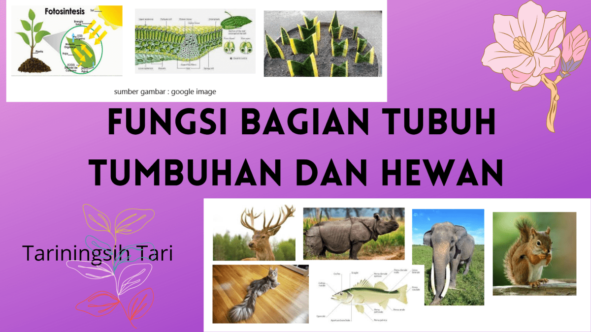 Apa saja bagian tubuh tumbuhan