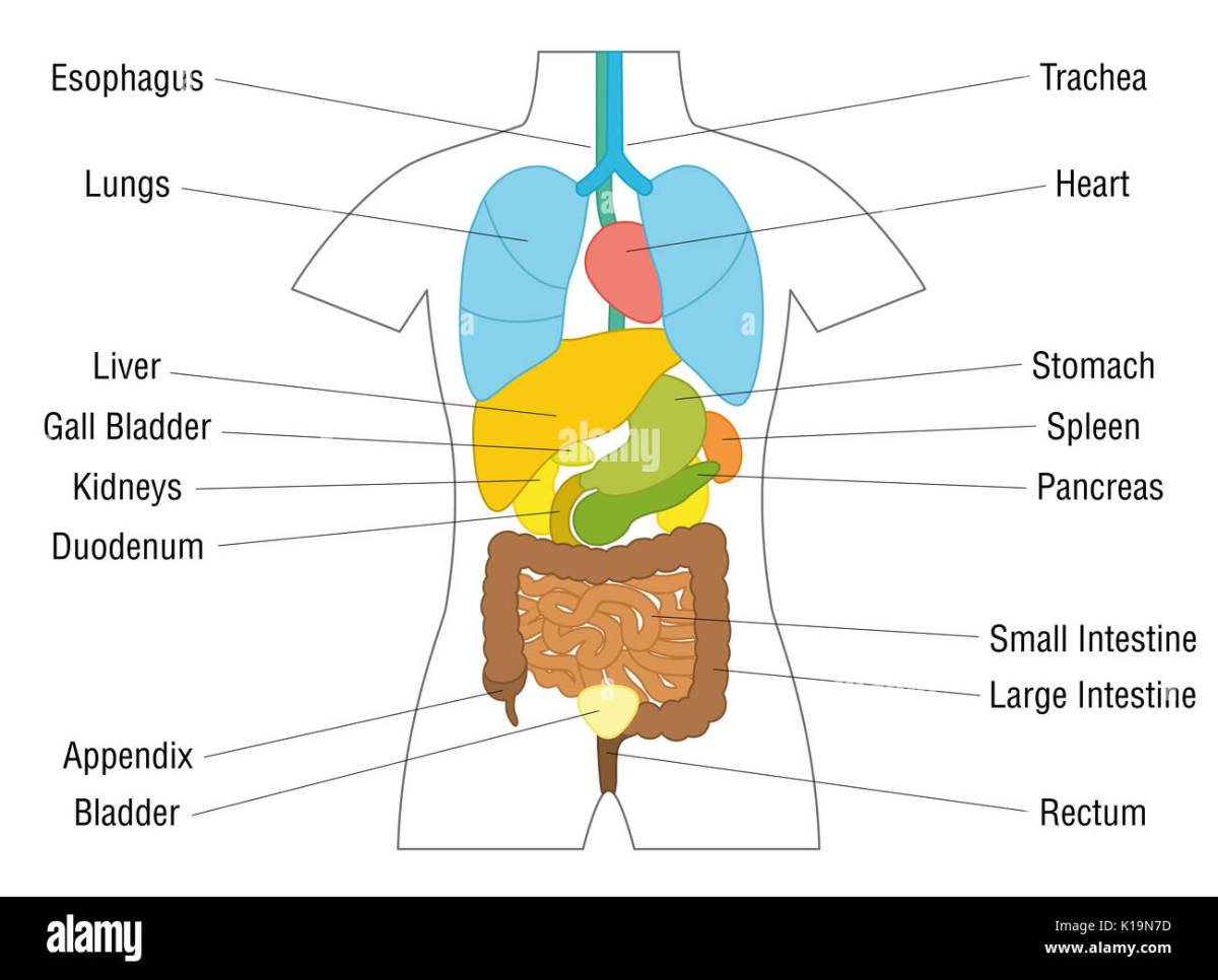 Organ terbesar dalam tubuh manusia