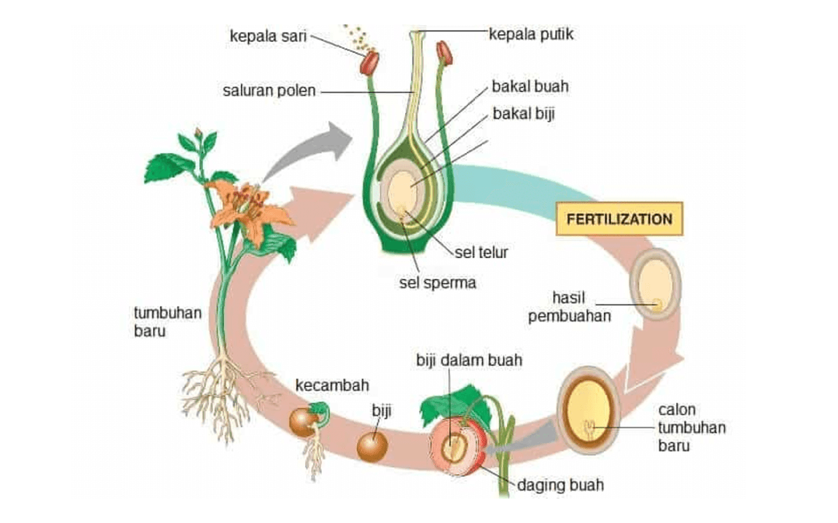 Perkembangan generatif adalah